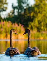 Two black swans facing each other on a pond