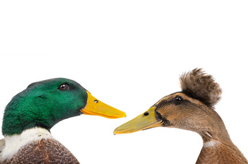 male brown duck isolated on white background