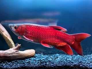Super Red Arowana teaching children about rare fish species and ethical aquarium keeping
