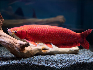 Arowana in planted tank teaching children about aquatic habitats and species preservation
