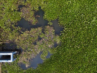 Aerial Photo of Lake Covered with Water Hyacinths and Aquatic Plants from Above