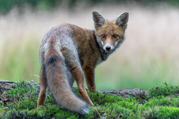 Young Red Fox (Vulpes vulpes) searching for food in the forest of Noord-Brabant in the Netherlands