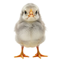 Adorable fluffy chick stands facing forward on white background