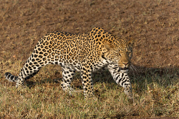 Leopard (Panthera Pardus) hanging around in Mashatu Game Reserve in the Tuli Block in Botswana