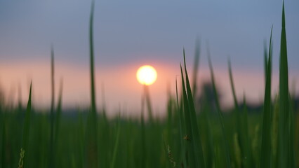 Blurred Sunset Behind Green Rice Leaves – Artistic Countryside Photo - Close-Up Green Rice Leaves with Blurred Sunset in Background