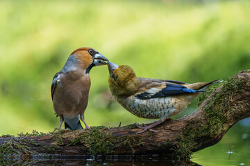 Fototapeta premium Hawfinch (Coccothraustes coccothraustes) parent feeding a young one in the forest of Noord Brabant in the Netherlands. 