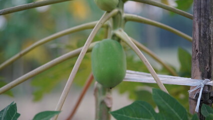 Exotic Papaya Tree Cultivation with Multiple Fruits photo - Tropical Papaya Tree Full of Fruits &ndash; Organic Farming photo