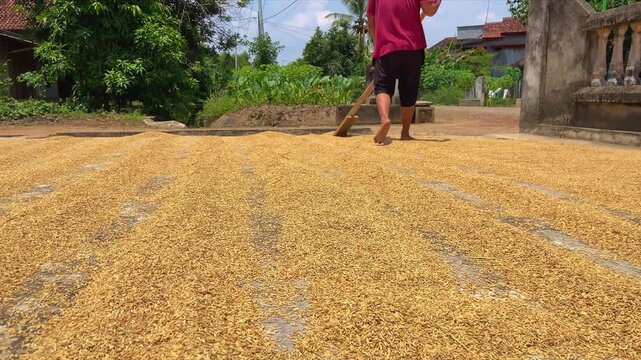 Asian Village Farmer Spreading Freshly Harvested Rice Under the Sun