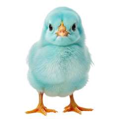 Adorable fluffy blue baby chick standing on white background