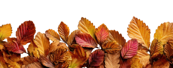 PNG Autumn leaves on white background.