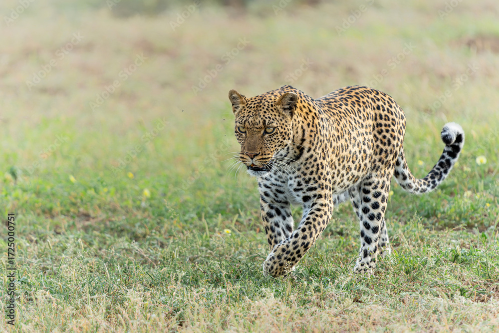 Canvas Prints leopard (panthera pardus) hanging around in mashatu game reserve in the tuli block in botswana