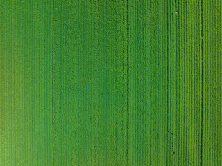 Fototapeta premium Peanut Field, Peanut plantation fields. Aerial photography