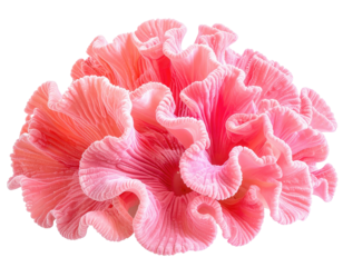 Close-up of a cluster of delicate, ruffled, coral-pink fungi