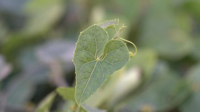 Close-Up of Young Pointed Gourd (Potol) Bud and Leaves on Vine &ndash; Tropical Farming Footage - Green Vine of Pointed Gourd Plant &ndash; New Bud and Leaves in Tropical Garden