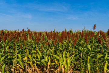 Sorghum is growing in the field.