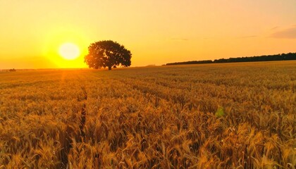 Lonely tree in golden wheat field at sunset with dramatic sky