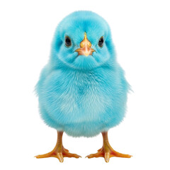Adorable bright blue baby chick standing on white background