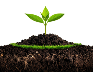 A young plant sprouts from rich soil, with visible roots