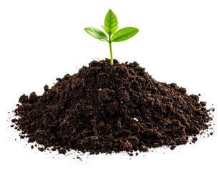 A small seedling sprouts from a mound of dark soil