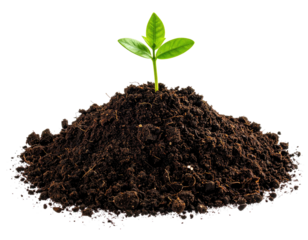 A small seedling sprouts from a mound of dark soil