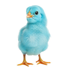 Adorable baby blue chick standing against a white background