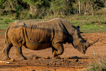 Fototapeta premium White rhinoceros (Ceratotherium simum) hanging around in Hlane National Park in Eswatini also known as Swaziland 