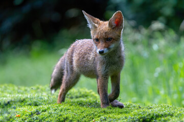 Young Red Fox (Vulpes vulpes) searching for food in the forest of Noord-Brabant in the Netherlands