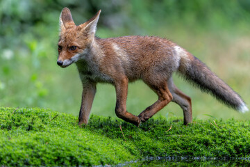 Young Red Fox (Vulpes vulpes) searching for food in the forest of Noord-Brabant in the Netherlands