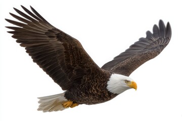 Obraz premium Majestic bald eagle soaring through the sky with wings spread wide