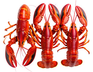 Three whole cooked lobsters arranged close together,  displaying vibrant red and orange hues.  They're positioned in a way that emphasizes their detailed anatomy, including claws and legs