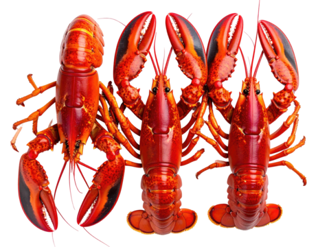 Three whole cooked lobsters arranged close together,  displaying vibrant red and orange hues.  They're positioned in a way that emphasizes their detailed anatomy, including claws and legs