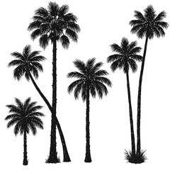silhouettes of palm trees