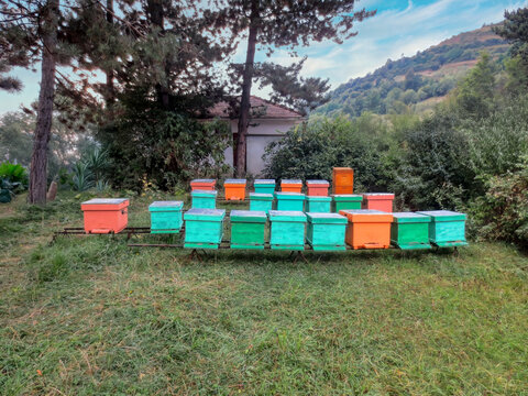 Wooden beehive boxes with Langstroth hives, set in a mountain landscape with trees, beekeeping in Transylvania, Romania, endangered species