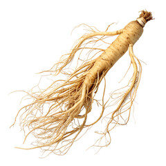 A fresh ginseng root isolated on a white background