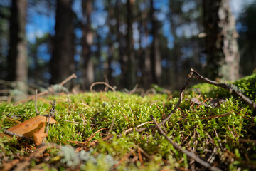 Pine forest in still autumn day.