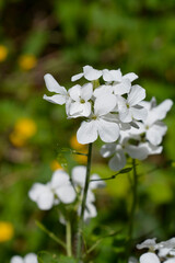 Perennial honesty flowers - Latin name - Lunaria rediviva