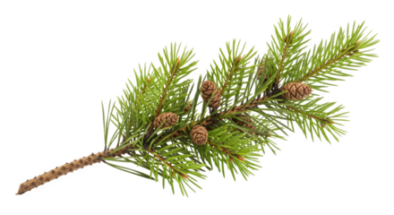 A fresh fir branch isolated on transparent background, adorned with small cones, perfect for christmas decorations and winter holiday themes