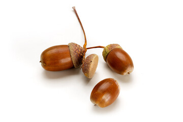 Acorns isolated on white background.