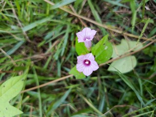 butterfly on a flower