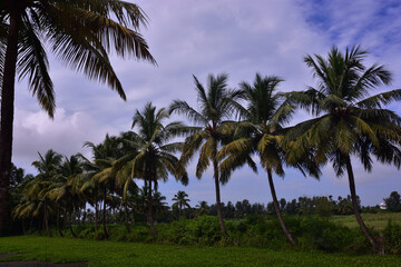 Obraz premium Coconut palm trees with green landscape and blue sky in Bangladesh
