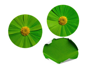 Two circular, vibrant green leaf-like discs, one whole, one torn, showcasing a yellow flower center