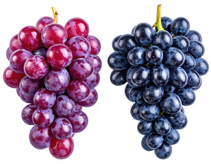 Two bunches of grapes, one red-purple, the other dark blue-purple, hang isolated on a white background