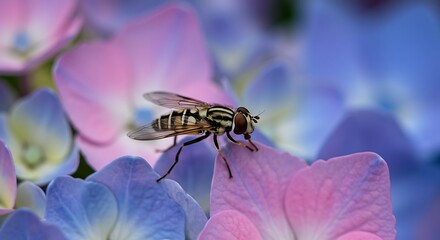 Hoverfly on hydrangea blossom