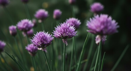 Fototapeta premium Close up view of purple chive blossoms