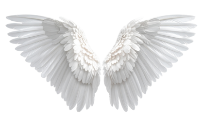 Realistic angel wings. White wing isolated. png transparency