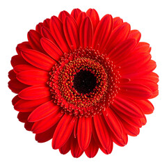 Isolated Close up Bright Red Gerbera Daisy Flower on Black Background