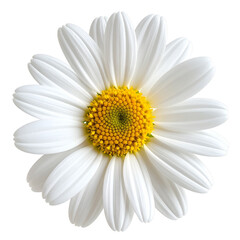 Beautiful Close-up Isolated White Daisy Flower with Vibrant Yellow Center