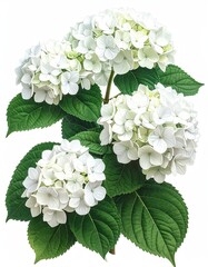 A sprig of three creamy white hydrangea blossoms, lush green leaves, isolated on white background