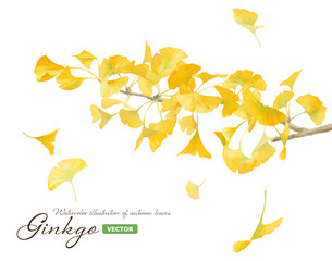 黄色に色づいたイチョウの水彩イラスト。風で散る落ち葉。秋の自然素材。（ベクター）