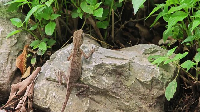 Forest crested lizard or calotes emma.